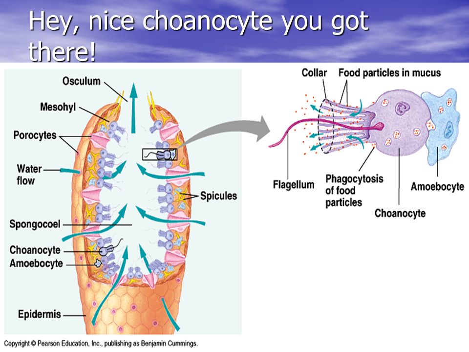 Hey, nice choanocyte you got there!