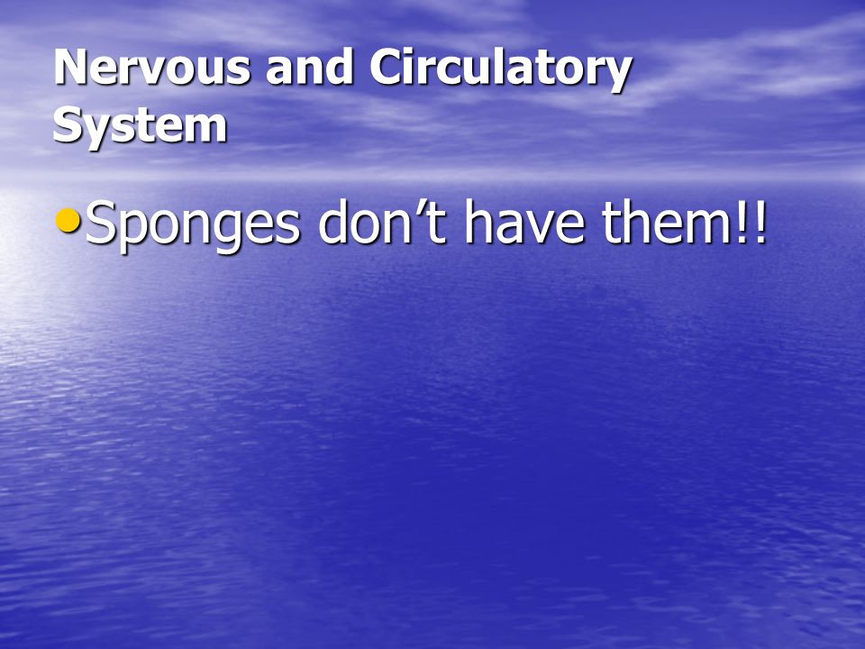 Nervous and Circulatory System Sponges don’t have them!! Sponges don’t have them!!