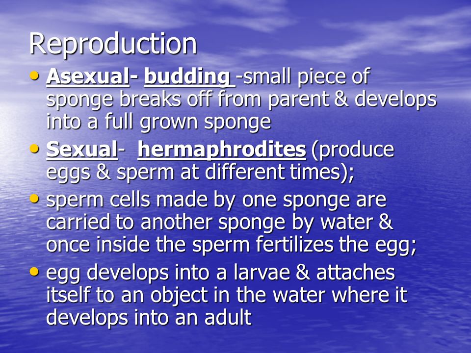 Reproduction Asexual- budding -small piece of sponge breaks off from parent & develops into a full grown sponge Asexual- budding -small piece of sponge breaks off from parent & develops into a full grown sponge Sexual- hermaphrodites (produce eggs & sperm at different times); Sexual- hermaphrodites (produce eggs & sperm at different times); sperm cells made by one sponge are carried to another sponge by water & once inside the sperm fertilizes the egg; sperm cells made by one sponge are carried to another sponge by water & once inside the sperm fertilizes the egg; egg develops into a larvae & attaches itself to an object in the water where it develops into an adult egg develops into a larvae & attaches itself to an object in the water where it develops into an adult