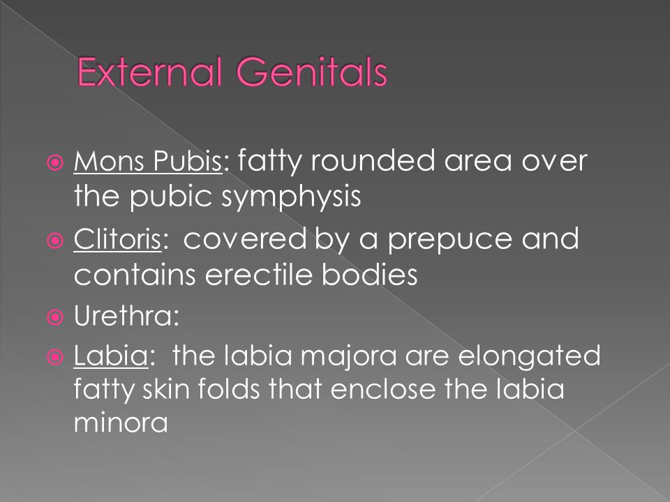 85 mons pubis: fatty rounded area over the pubic symphysis