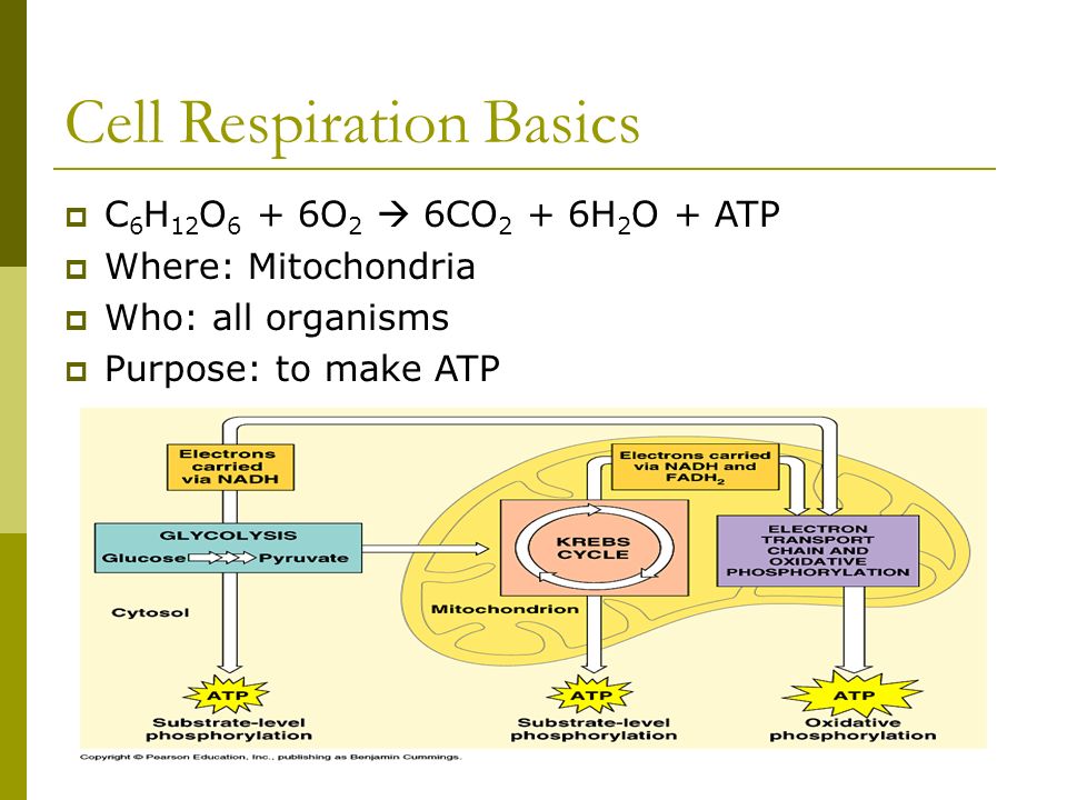 What Is The Correct Equation For Cellular Respiration Quizlet Ap Of The Day Write Out Equation For Cellular Respiration