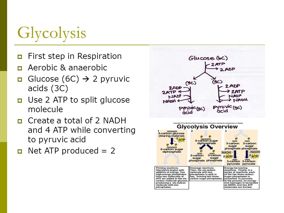 What Is The Correct General Equation For Cellular Respiration Ap Of The Day Write Out Equation For Cellular Respiration