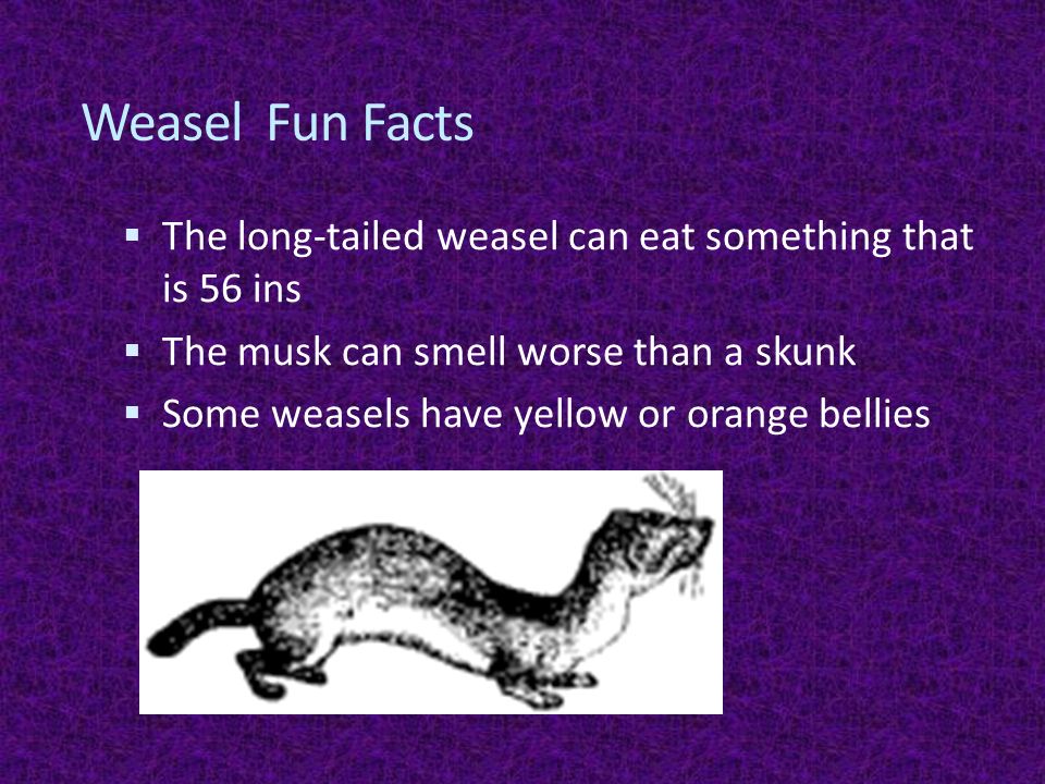 Diet Of The Long Tailed Weasel Facts
