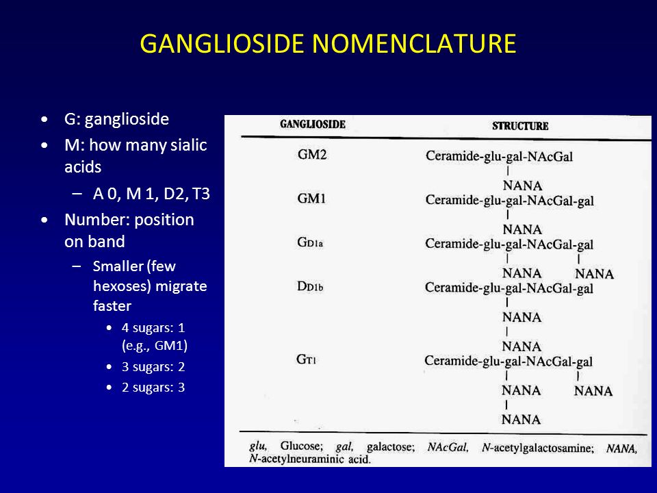 G: ganglioside M: how many sialic acids –A 0, M 1, D2, T3 Number: position on band –Smaller (few hexoses) migrate faster 4 sugars: 1 (e.g., GM1) 3 sugars: 2 2 sugars: 3 GANGLIOSIDE NOMENCLATURE