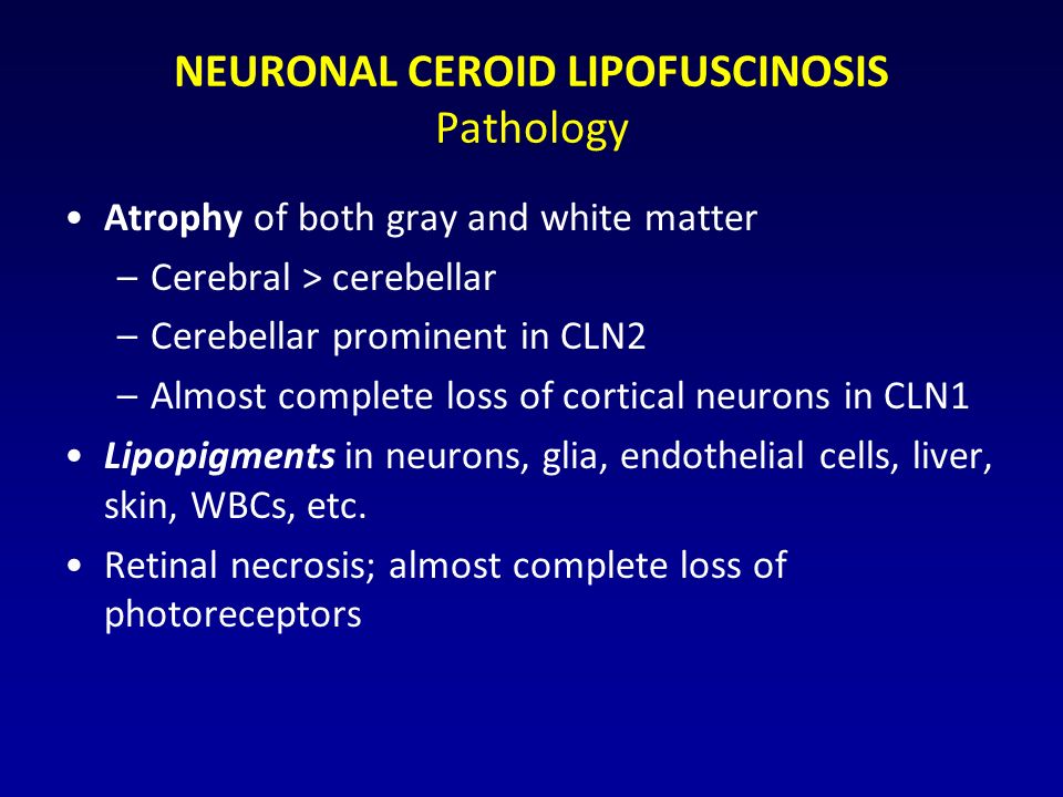 NEURONAL CEROID LIPOFUSCINOSIS Pathology Atrophy of both gray and white matter –Cerebral > cerebellar –Cerebellar prominent in CLN2 –Almost complete loss of cortical neurons in CLN1 Lipopigments in neurons, glia, endothelial cells, liver, skin, WBCs, etc.