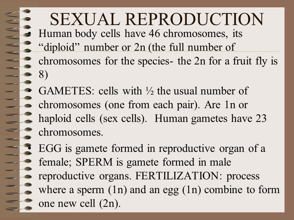 SEXUAL REPRODUCTION Human body cells have 46 chromosomes, its diploid number or 2n (the full number of chromosomes for the species- the 2n for a fruit fly is 8) GAMETES: cells with ½ the usual number of chromosomes (one from each pair).