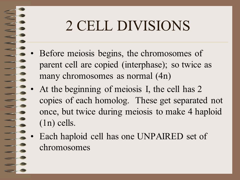 2 CELL DIVISIONS Before meiosis begins, the chromosomes of parent cell are copied (interphase); so twice as many chromosomes as normal (4n) At the beginning of meiosis I, the cell has 2 copies of each homolog.