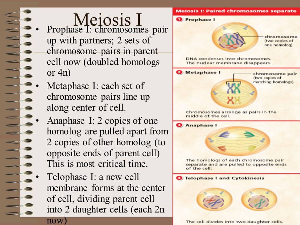 Meiosis I Prophase I: chromosomes pair up with partners; 2 sets of chromosome pairs in parent cell now (doubled homologs or 4n) Metaphase I: each set of chromosome pairs line up along center of cell.