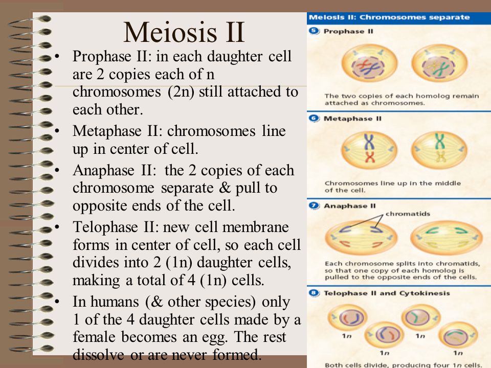 Meiosis II Prophase II: in each daughter cell are 2 copies each of n chromosomes (2n) still attached to each other.