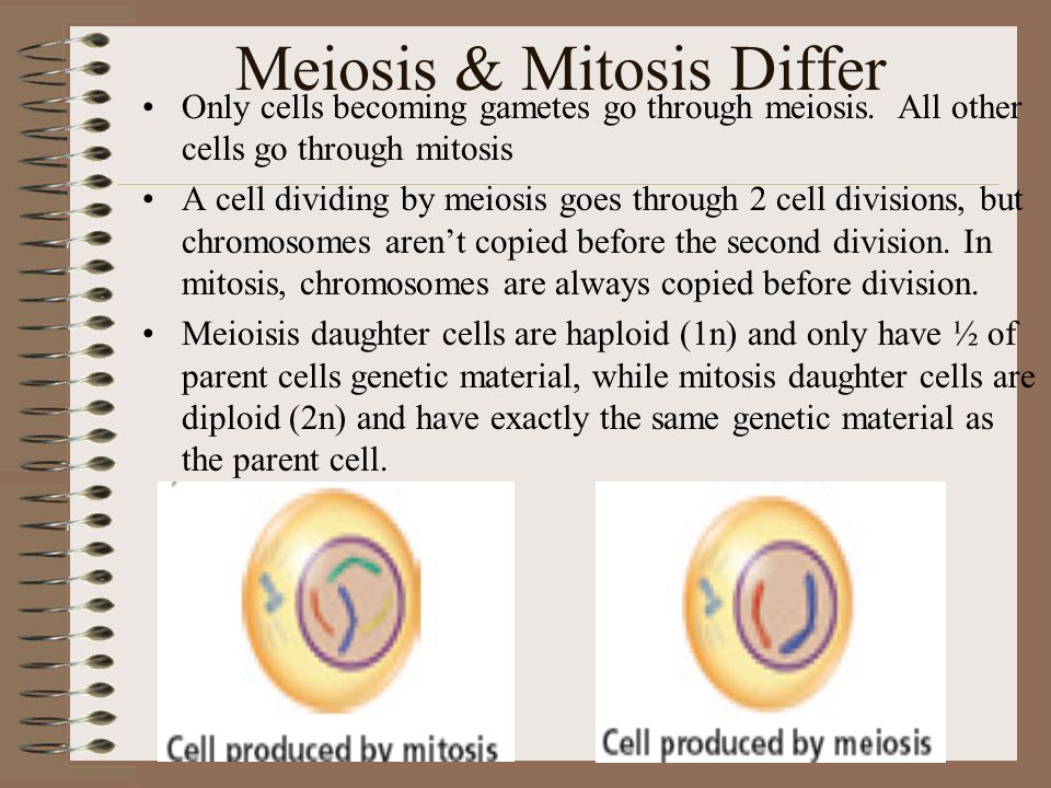 Meiosis & Mitosis Differ Only cells becoming gametes go through meiosis.