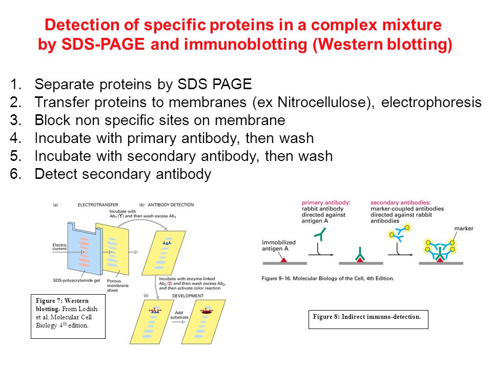 protein protein interactions and western blotting mcb 130l lecture immunoblotting