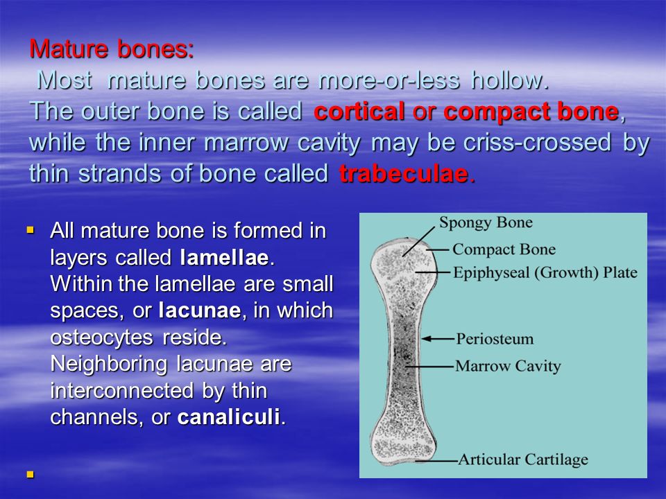 Fascinating Small Spaces In The Bone Where Osteocytes Are Located ... Fascinating Small Spaces In The Bone Where Osteocytes Are Located ...