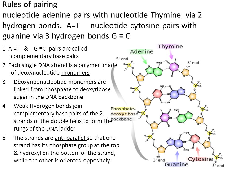 dna structure and function fa learning goal every nucleotide is nucleotides are joined by a to form the dna and rna polymers that function in the cell
