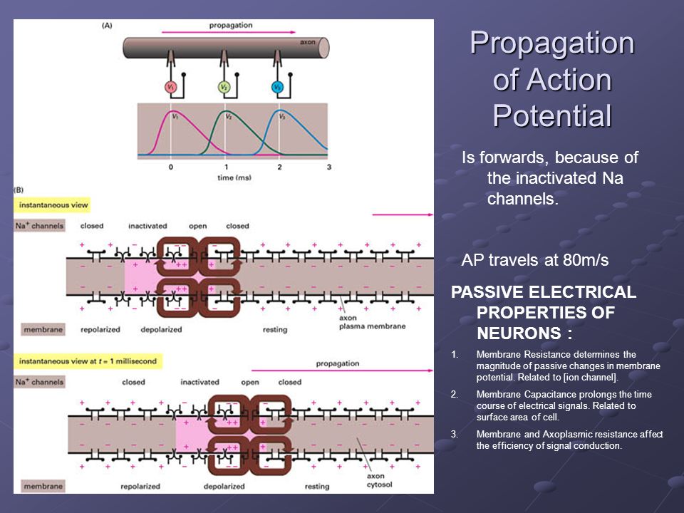 action potential propagation The basic unit of nerve transmission is the action potential an action potential is a brief electrical signal that travels along an axon at great speed the action potential is a rapid change in the relative ion concentrations on either side of the cellular membrane and a rapid return to the original concentrations. action potential propagation The basic unit of nerve transmission is the action potential an action potential is a brief electrical signal that travels along an axon at great speed the action potential is a rapid change in the relative ion concentrations on either side of the cellular membrane and a rapid return to the original concentrations.