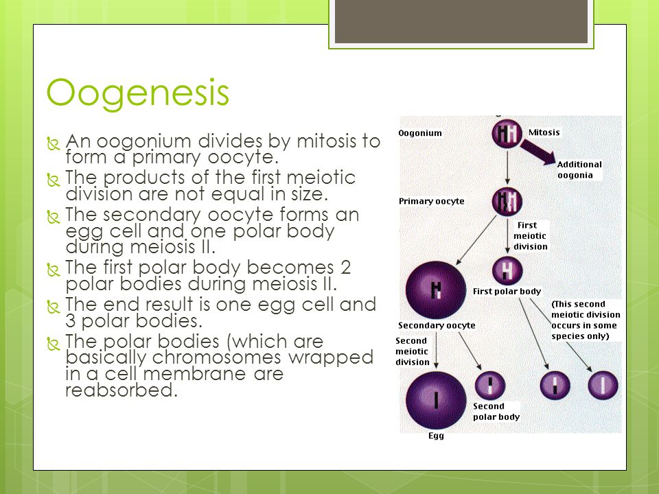 cell division meiosis in meiosis a single diploid cell gives meiosis to form an egg
