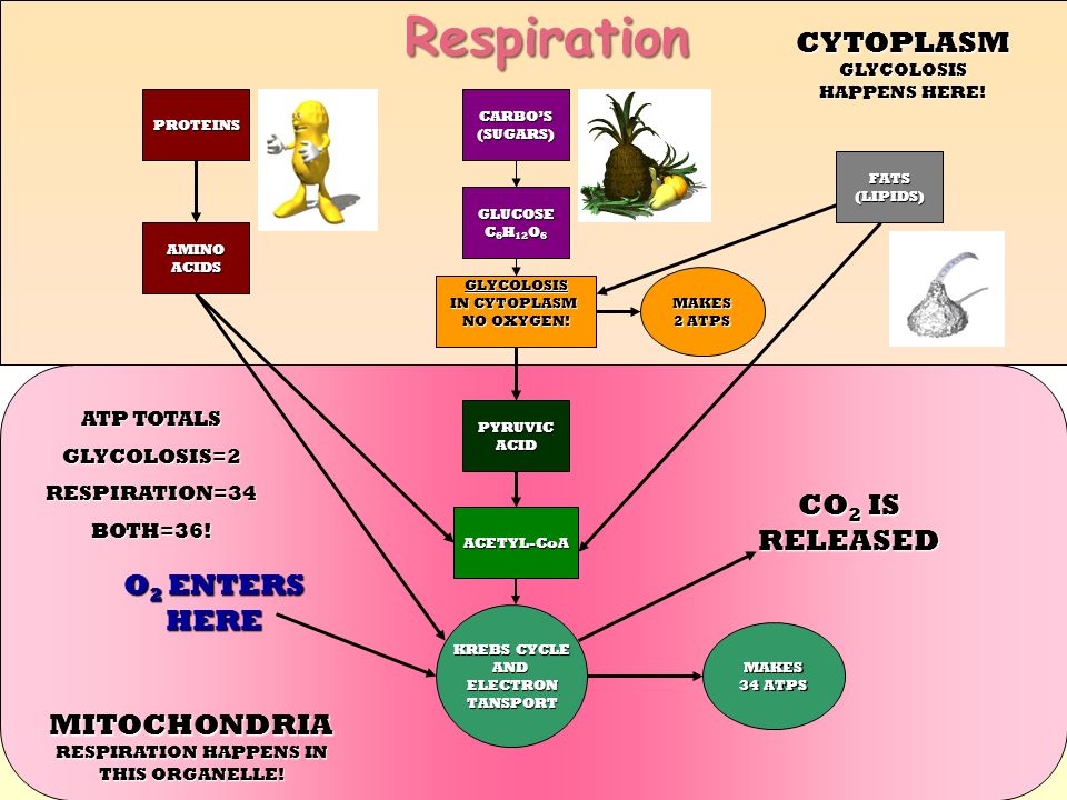respiration how does respiration work? define