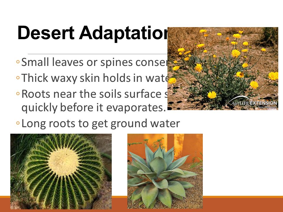 Desert Adaptations ◦Small leaves or spines conserve water ◦Thick waxy skin holds in water ◦Roots near the soils surface soak up rain water quickly before it evaporates.