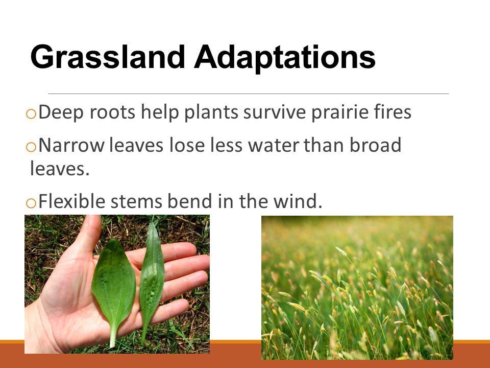 Grassland Adaptations o Deep roots help plants survive prairie fires o Narrow leaves lose less water than broad leaves.