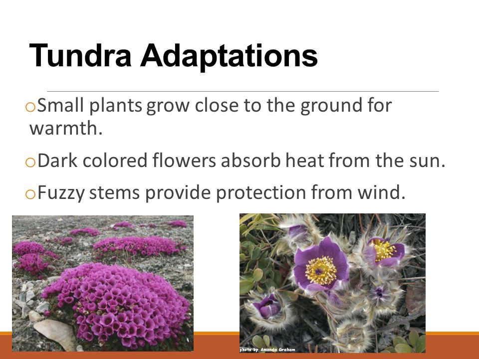 Tundra Adaptations o Small plants grow close to the ground for warmth.