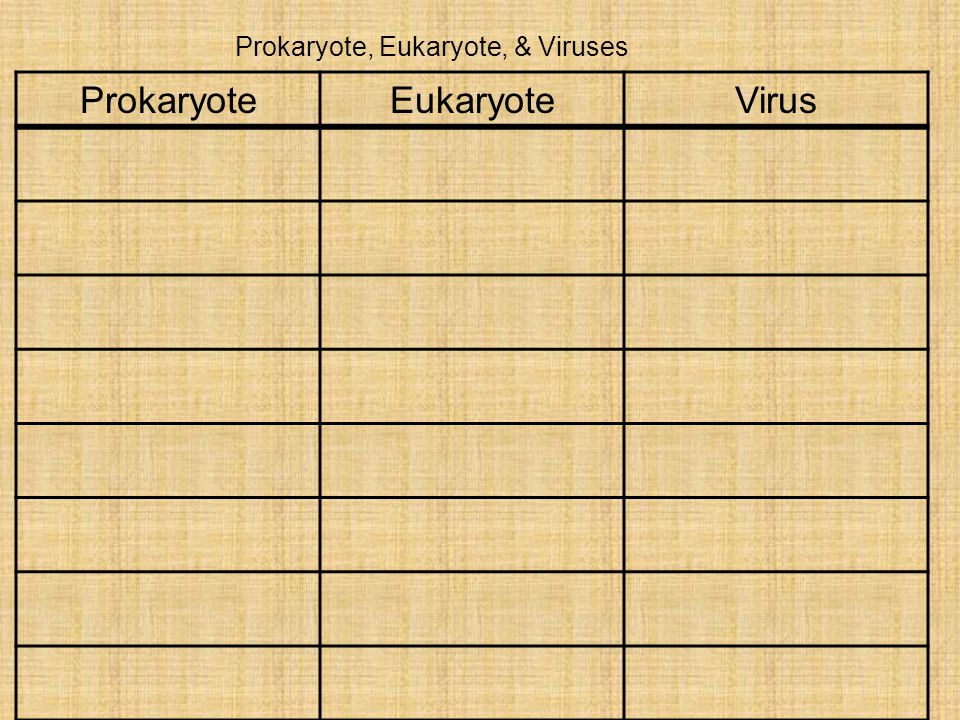 Is a virus a prokaryote or a eukaryote?