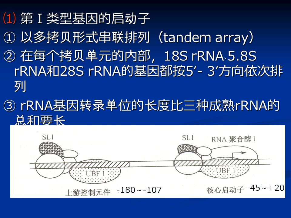 rrna顺反子转录因子 示意图启动子和转录因子示意图转录的启动因子