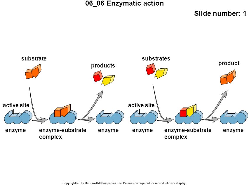 06_06 Enzymatic action Slide number: 1 Copyright © The McGraw-Hill Companies, Inc.