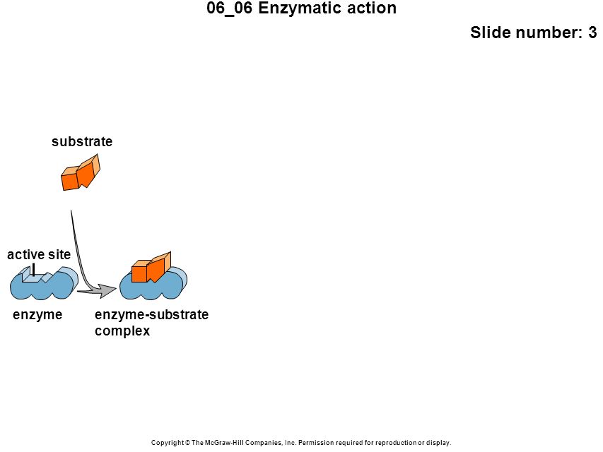 06_06 Enzymatic action Slide number: 3 Copyright © The McGraw-Hill Companies, Inc.