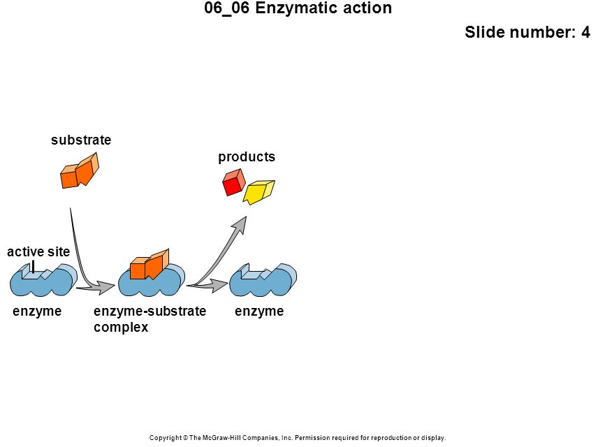 06_06 Enzymatic action Slide number: 4 Copyright © The McGraw-Hill Companies, Inc.