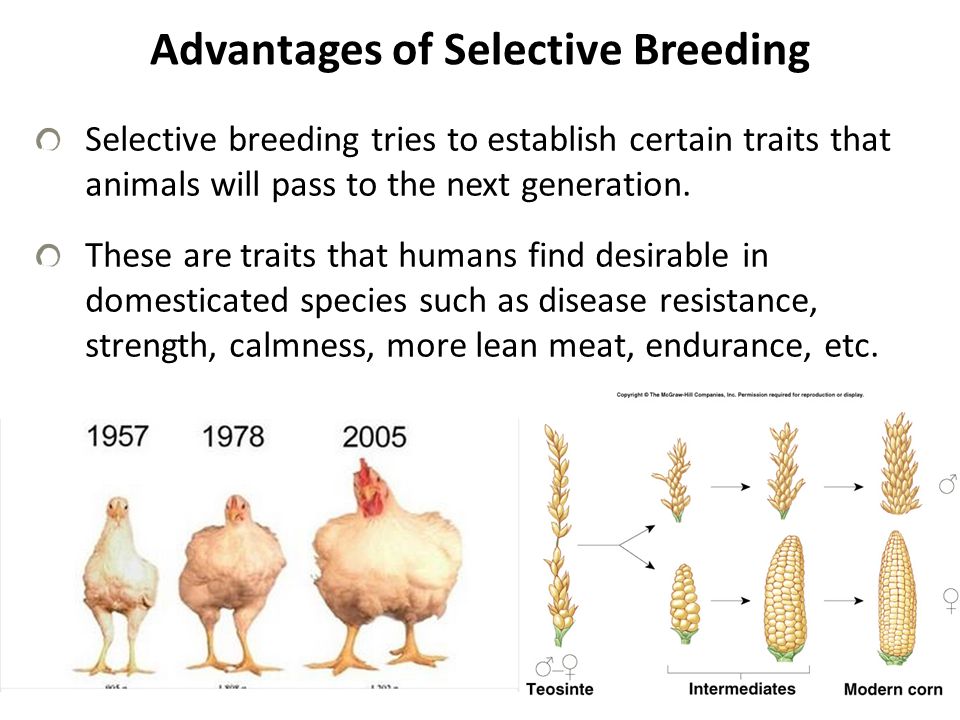pros and cons of selective breeding