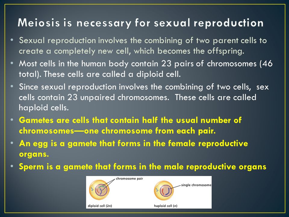 Sexual reproduction involves the combining of two parent cells to create a completely new cell, which becomes the offspring.