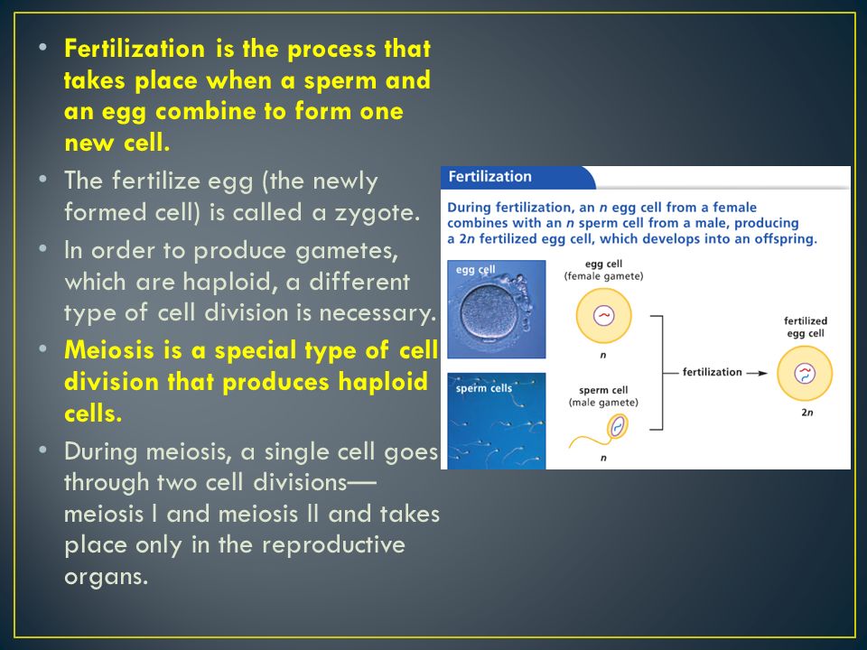 Fertilization is the process that takes place when a sperm and an egg combine to form one new cell.