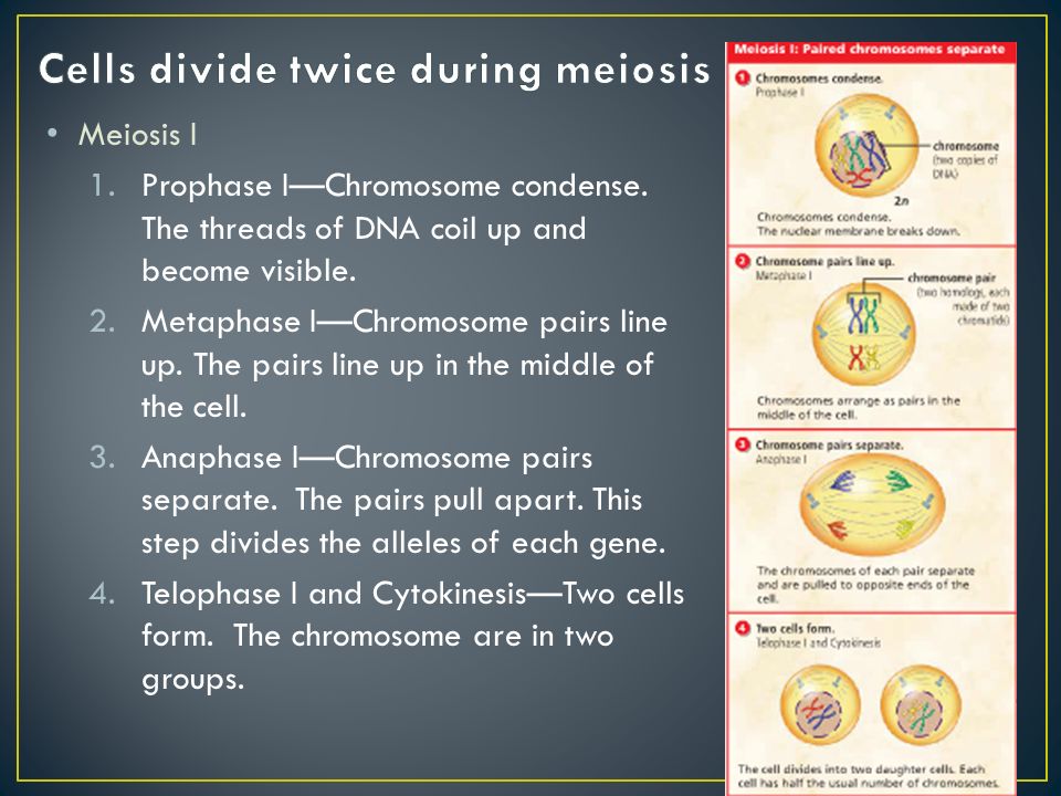 Meiosis I 1.Prophase I—Chromosome condense. The threads of DNA coil up and become visible.