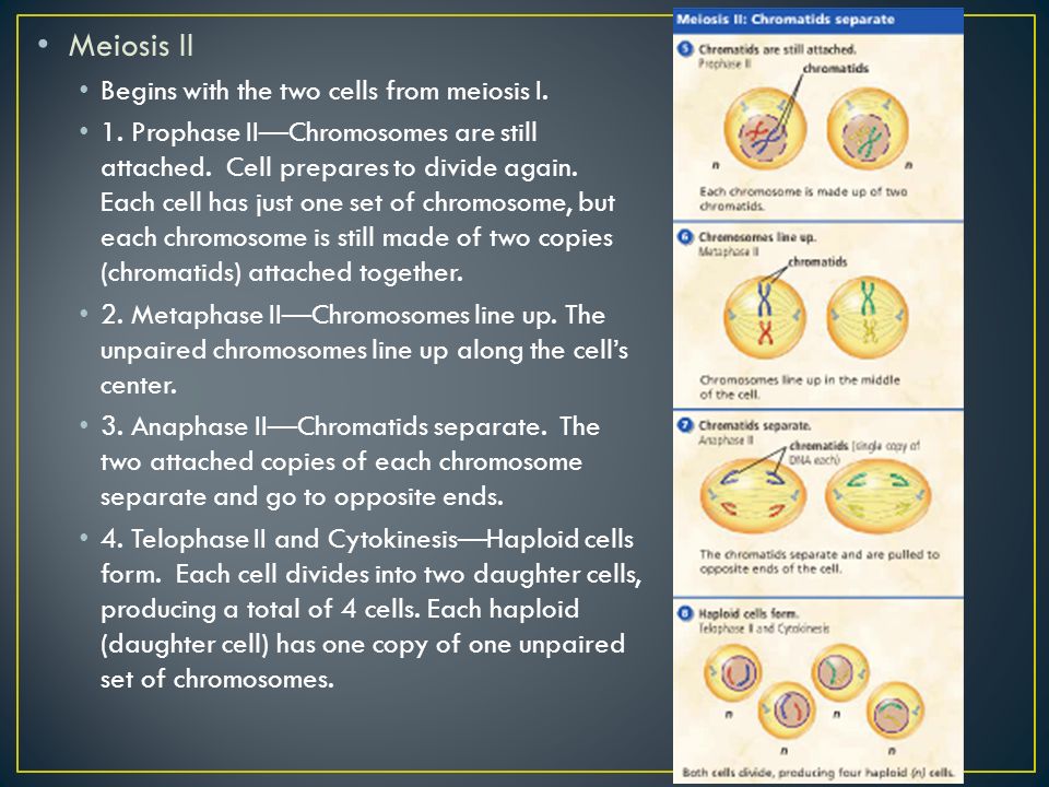 Meiosis II Begins with the two cells from meiosis I.