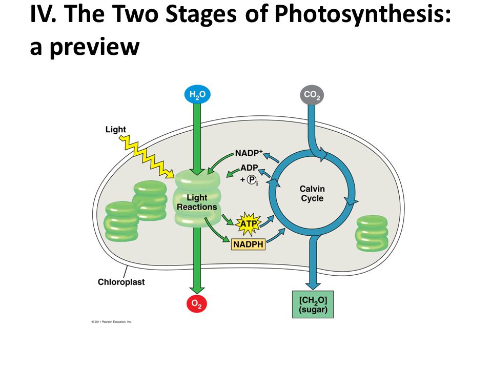 the two stages of photosynthesis the two stages of photosynthesis