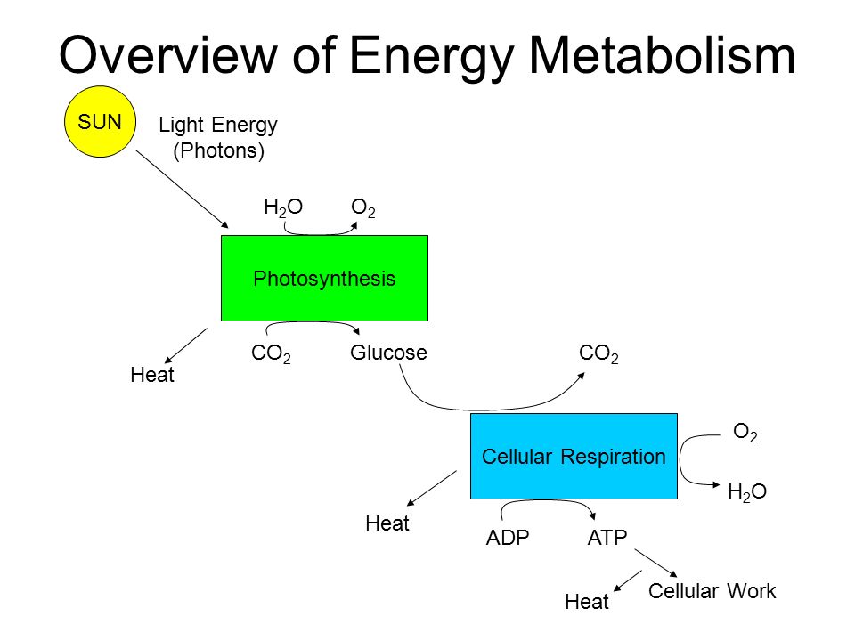 metabolism outline metabolism outline