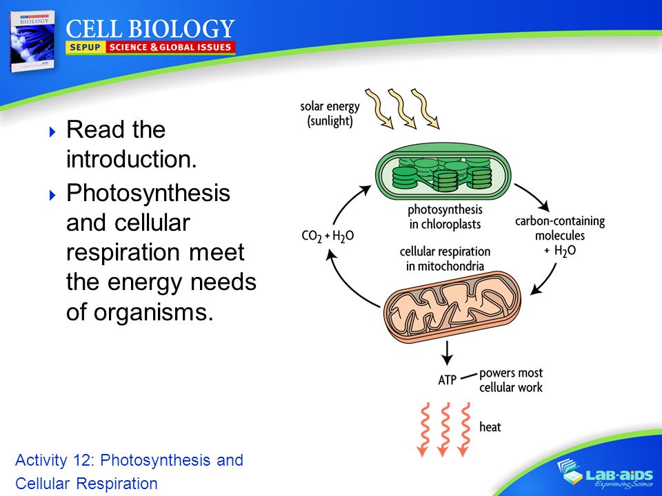 photosynthesis and cellular respiration. activity 12 photosynthesis and cellular respiration. activity 12, Presentation templates