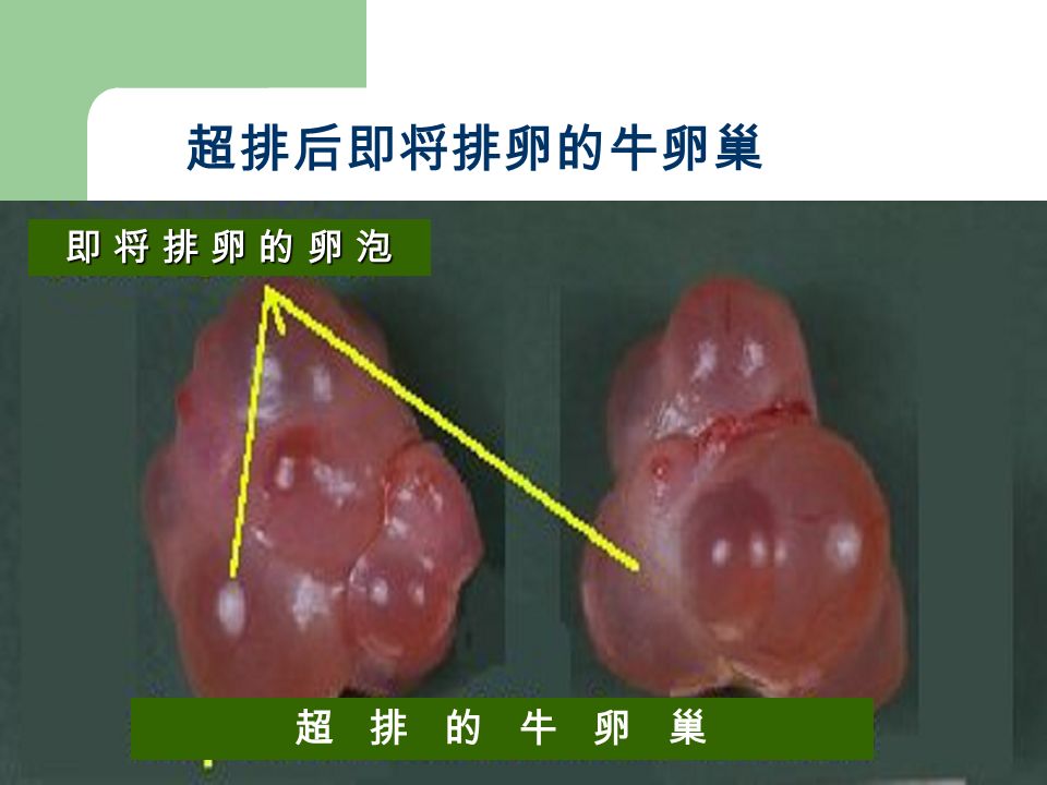 天 卵泡直径 (mm) 天数 fsh       超 排 的 牛 卵 巢 即 将 排 卵 的