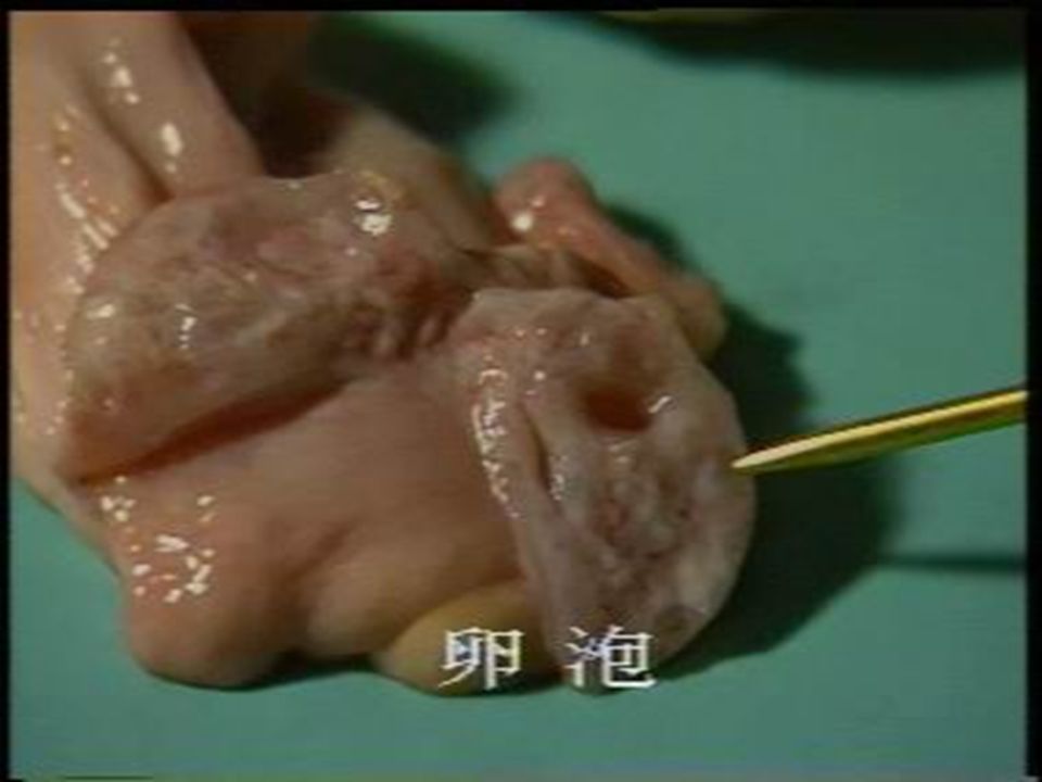 天 卵泡直径 (mm) 天数 fsh       超 排 的 牛 卵 巢 即 将 排 卵 的