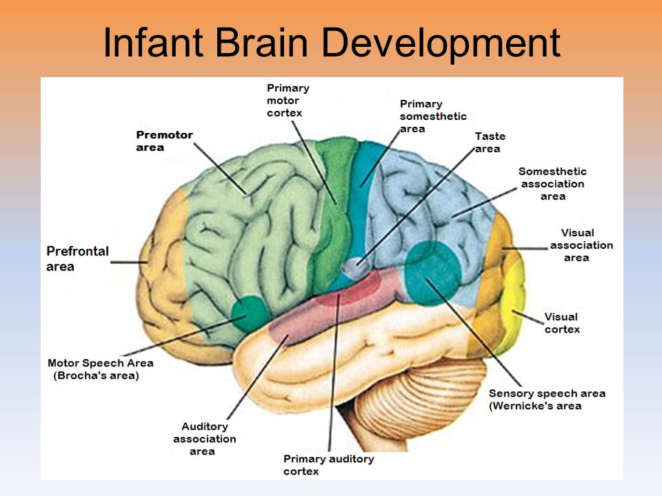 infant brain development