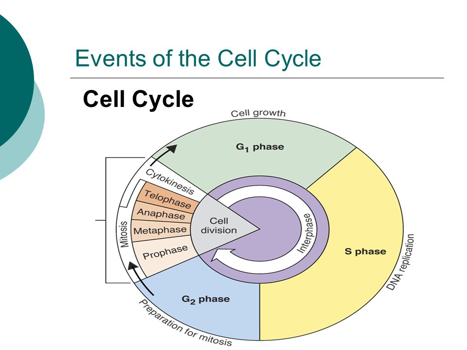 Cell Cycle Events of the Cell Cycle