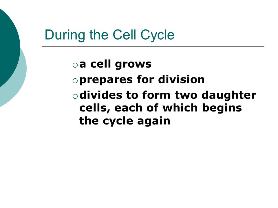 During the Cell Cycle  a cell grows  prepares for division  divides to form two daughter cells, each of which begins the cycle again