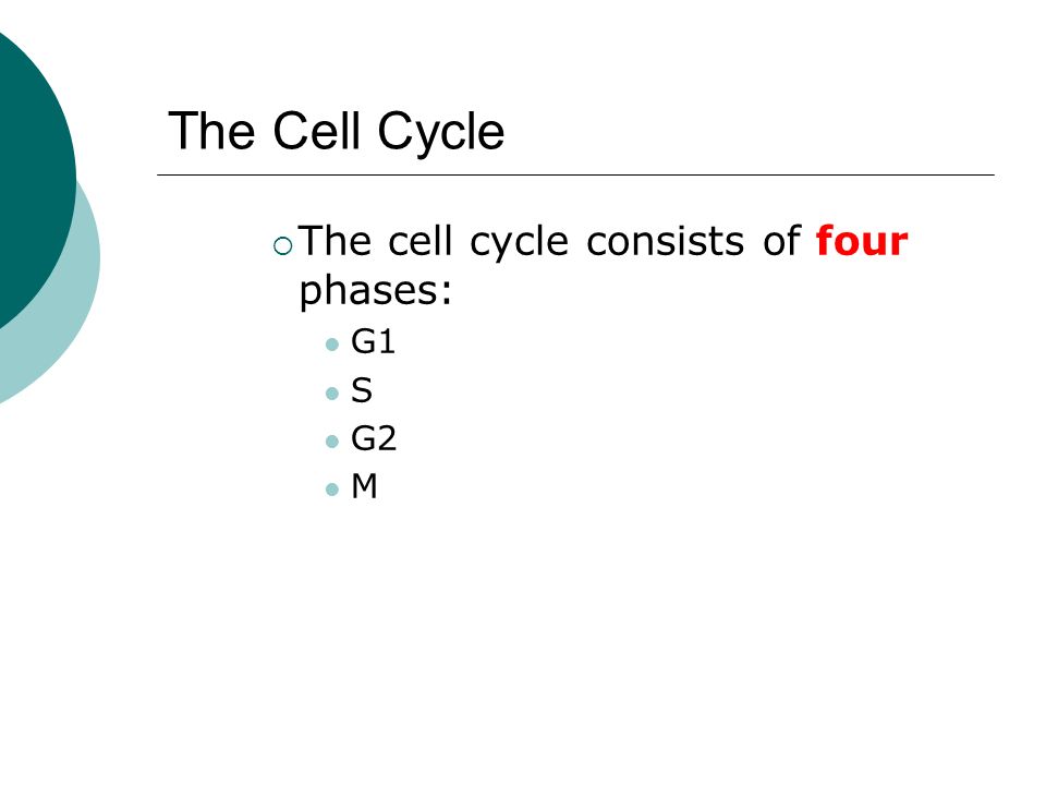 The Cell Cycle  The cell cycle consists of four phases: G1 S G2 M