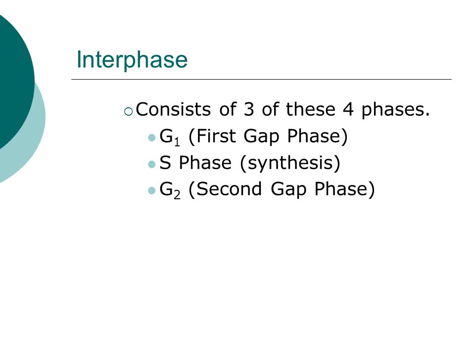 Interphase  Consists of 3 of these 4 phases.