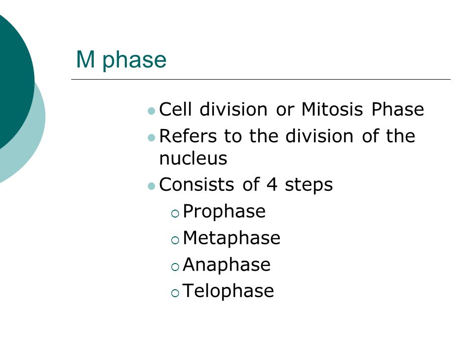 M phase Cell division or Mitosis Phase Refers to the division of the nucleus Consists of 4 steps  Prophase  Metaphase  Anaphase  Telophase