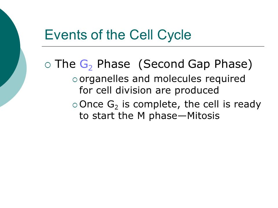 Events of the Cell Cycle  The G 2 Phase (Second Gap Phase)  organelles and molecules required for cell division are produced  Once G 2 is complete, the cell is ready to start the M phase—Mitosis