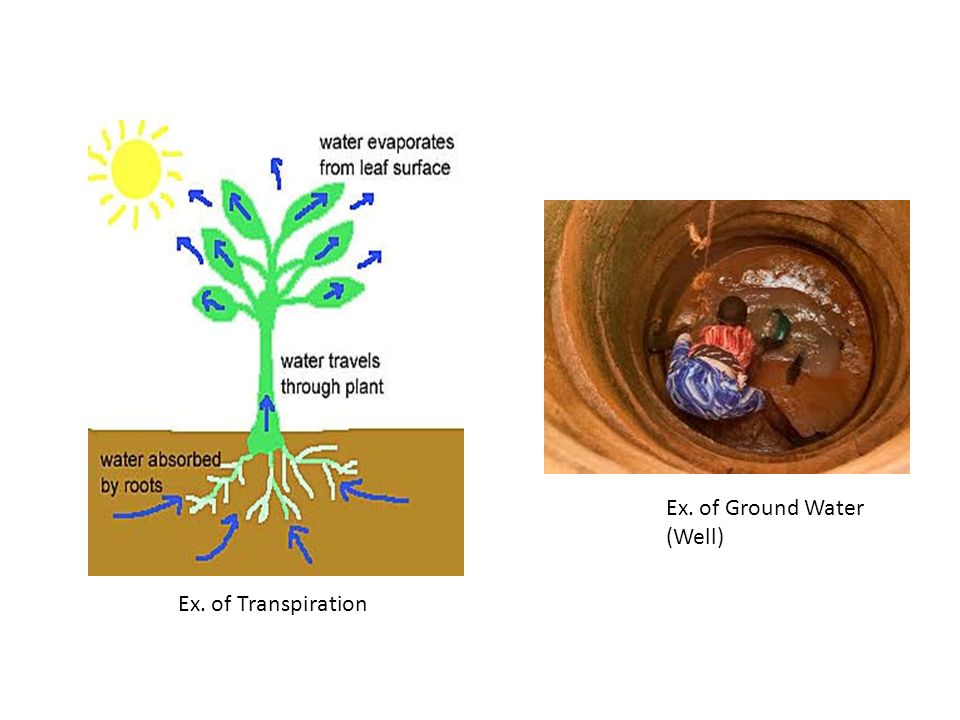 Ex. of Transpiration Ex. of Ground Water (Well)