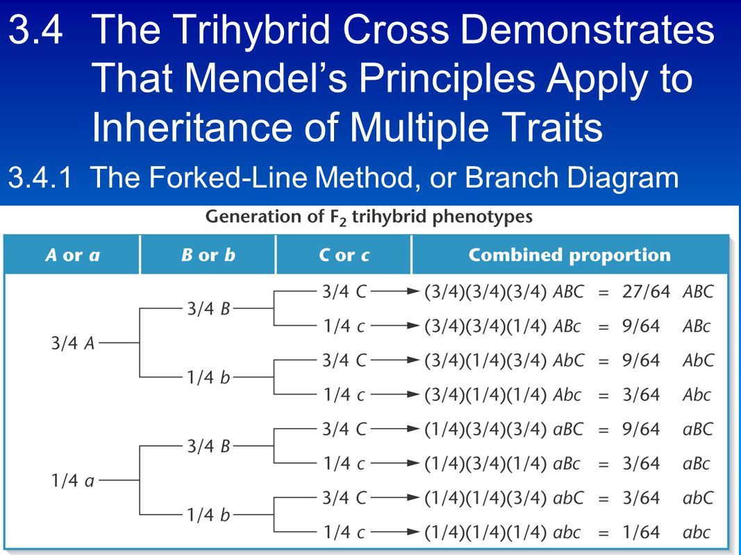 trihybrid cross
