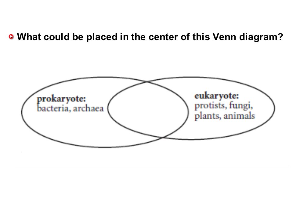 archaea vs bacteria venn diagram major magdalene project org archaea vs bacteria venn diagram