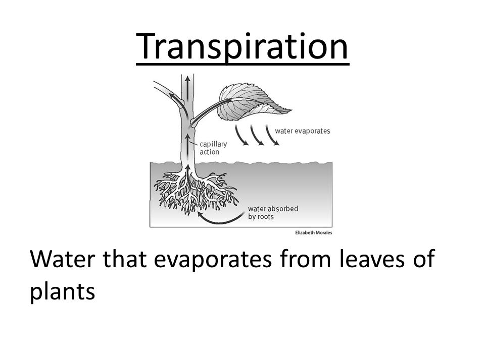 Transpiration Water that evaporates from leaves of plants