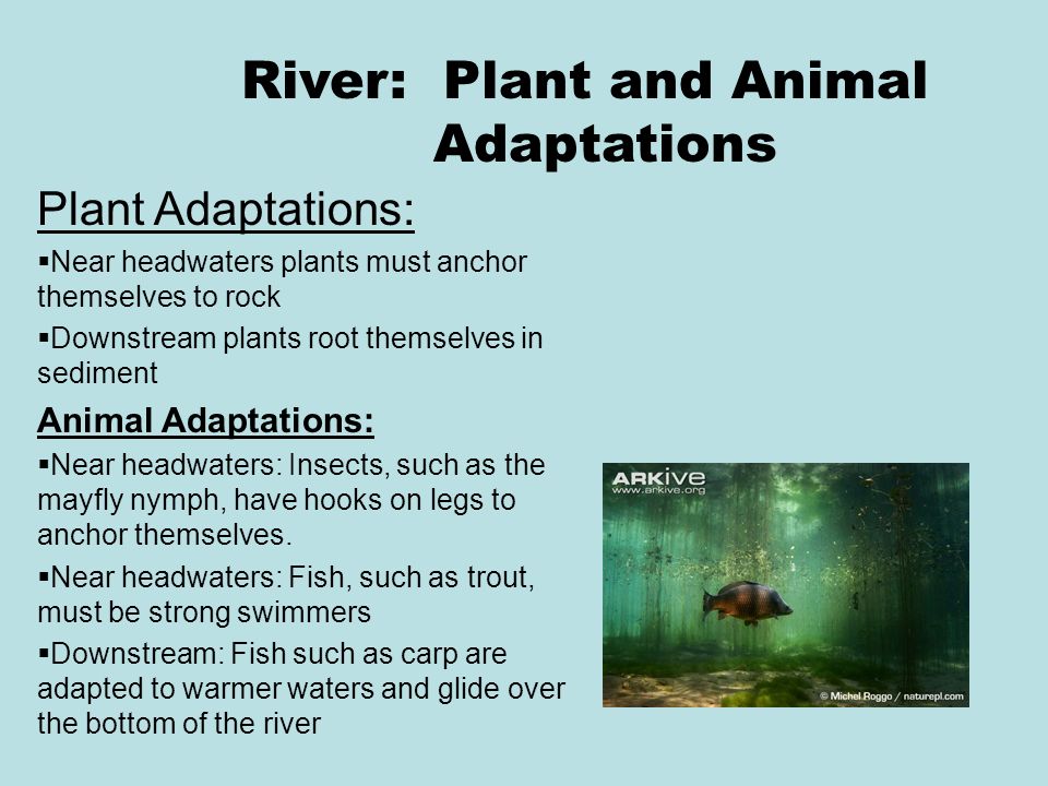 Animal And Plant Adaptations In Rivers - Lessons - Blendspace